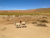 IMG_7683  Llamas