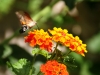 insecte II