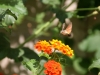 insecte